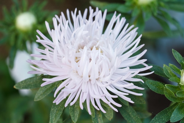 Head of white chrysanthemum in the garden