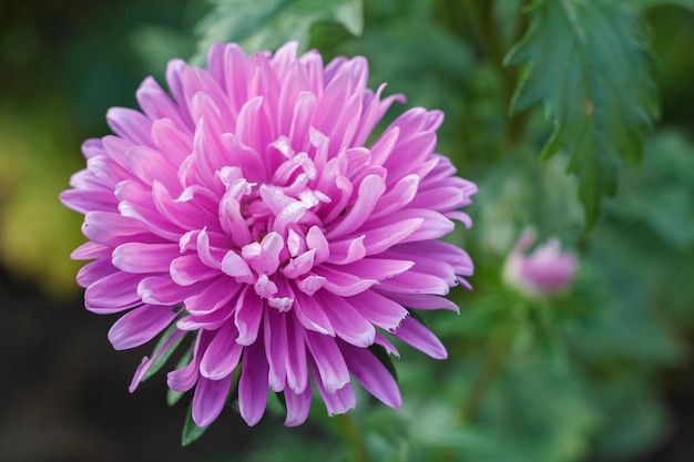 Head of white chrysanthemum in the garden