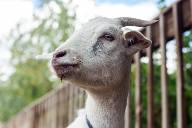 Head of a white goat closeup
