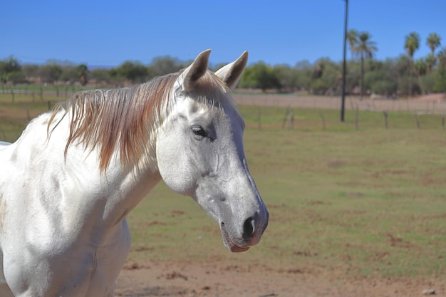 Head of a white horse