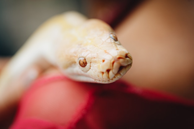 The head of a white Python in the hands of a girl