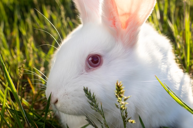 The head of a white rabbit of the Pannon breed, sitting in the grass