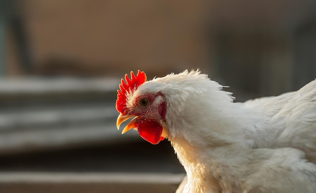 白い雄鶏ブロイラーの頭 赤い櫛 農業畜産