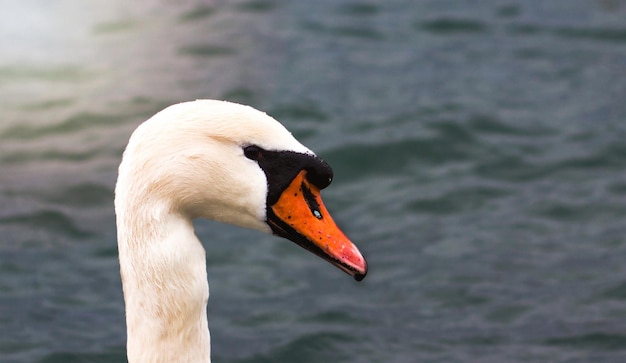 The head of a white swan on the background of a blue sea in the rays of the setting sun