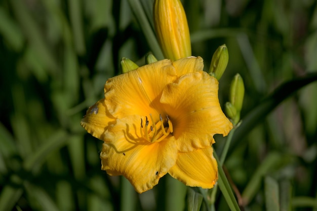 Photo head on with a yellow day lily