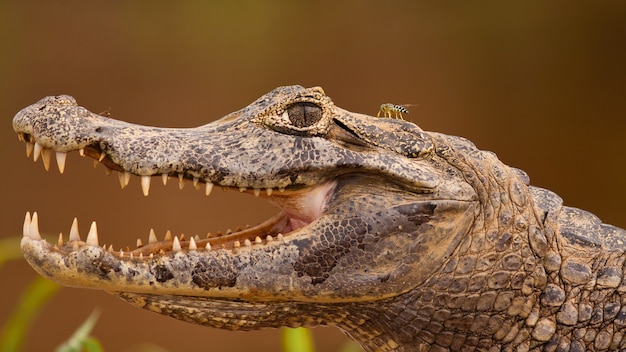 열린 입과 눈에 보이는 이빨을 가진 yacare caiman의 머리, Pantanal, Brasil