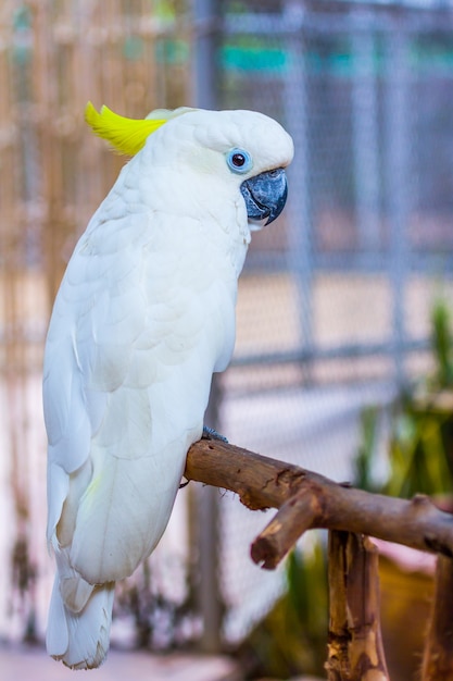 Head of Yellow-crested Cockatoo in the park