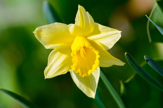 Head of a yellow daffodil flower blooming in the spring garden in closeup