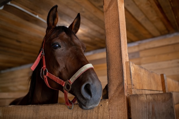 ランチョまたは厩舎の納屋の中のカメラの前に立っている若い茶色の純血種の競走馬の頭