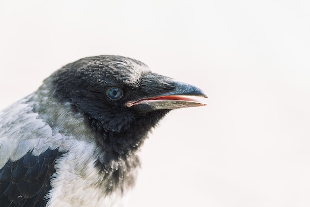 Head of young crow on gray 