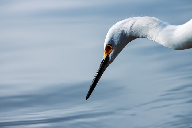 Head of a young snowy heron ready to fish.