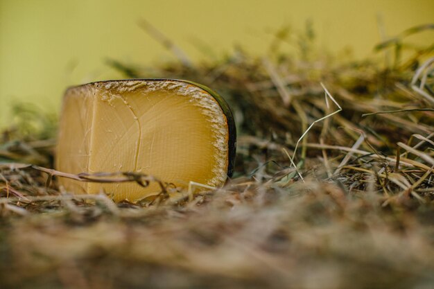 Teste di formaggio di diversi gradi e colori primo piano