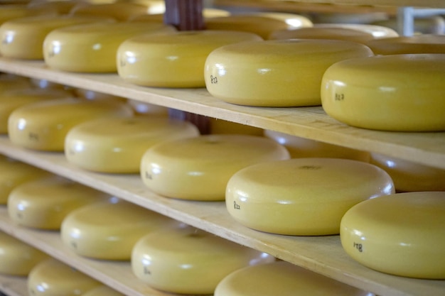 Teste di formaggio su scaffali di legno in un caseificio privato