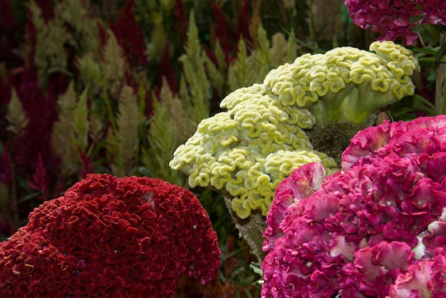 Photo heads of cockscomb plants