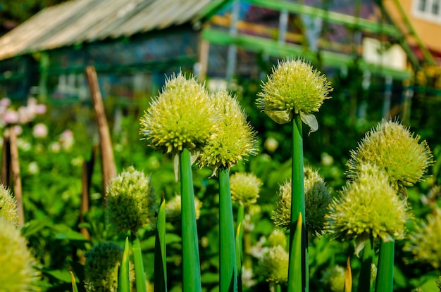 Foto teste di cipolle mature su steli in giardino in estate.