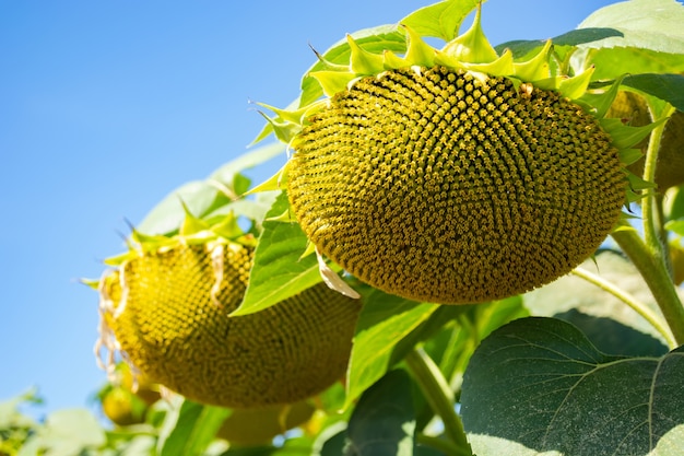 Heads of sunflowers in the field during ripening