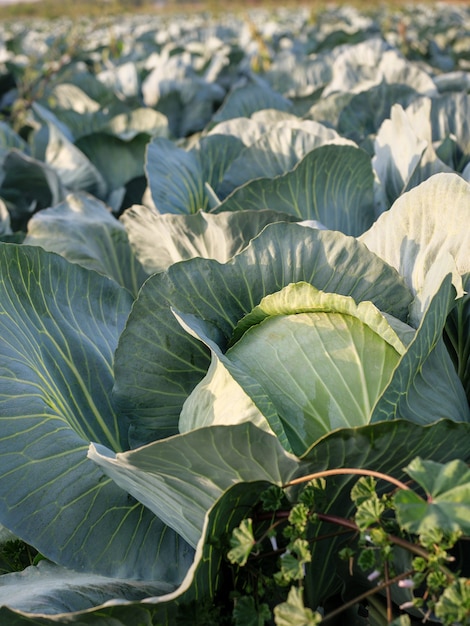 Heads of white cabbage growing in the field.