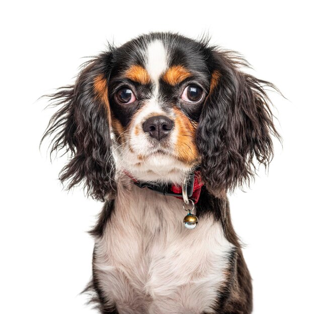 Headshot of a Cavalier King Charles Spaniel isolated on white