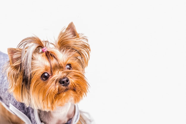 Headshot of cute yorkshire with tiny ponytails on white background