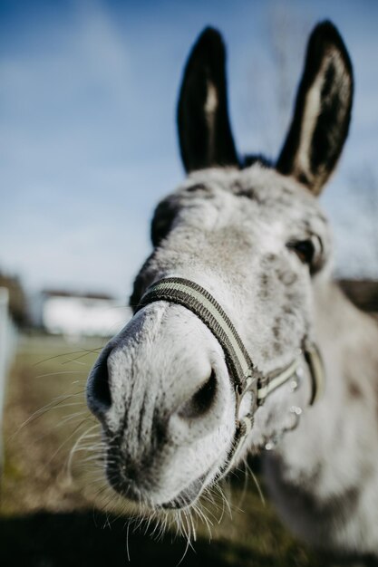 Headshot of a donkey