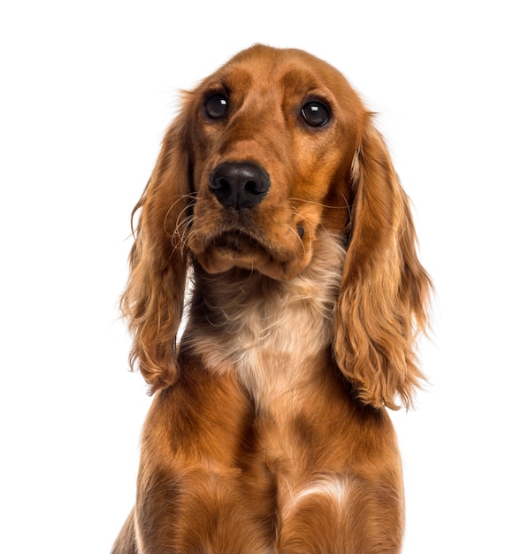 Headshot of a English Cocker Spaniel