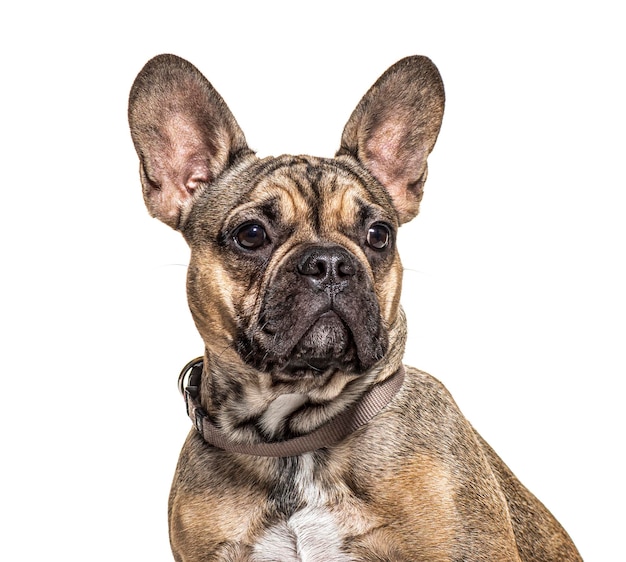 Headshot of a French bulldog isolated on white