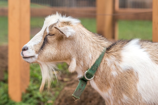 Headshot of  goat