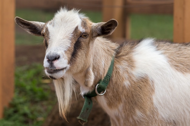 Headshot of goat