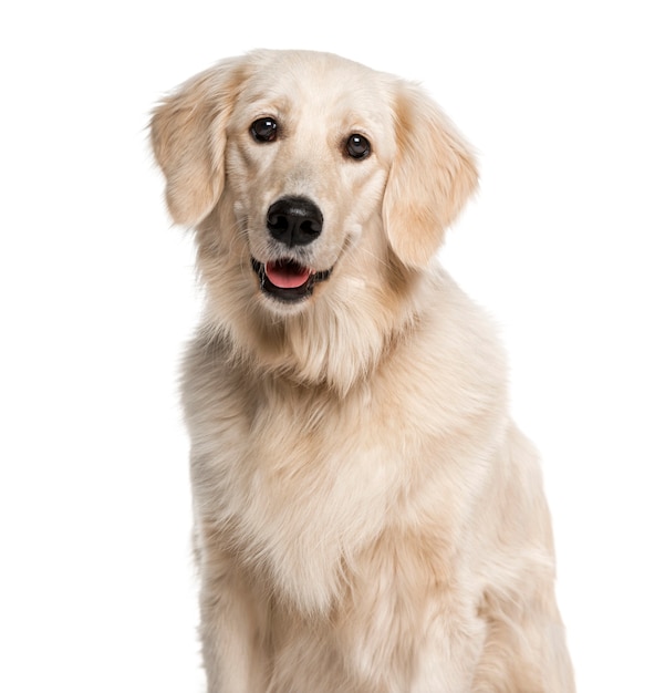 Headshot of a Golden Retriever