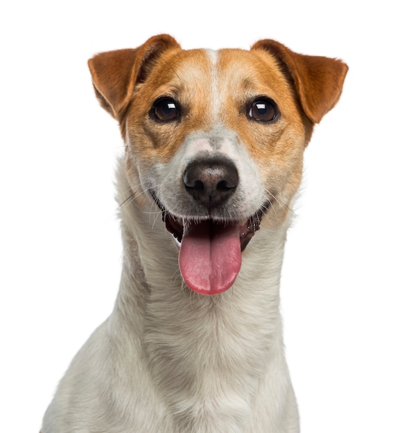 Headshot of a Jack Russell Terrier