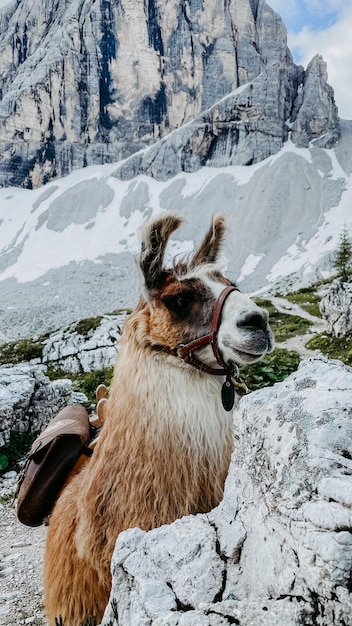 Фото Снимка ламы в доломитах