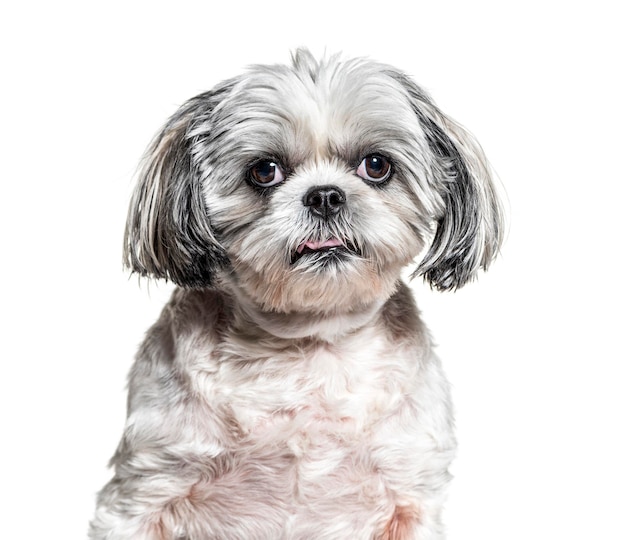 Headshot of a Shih Tzu isolated on white