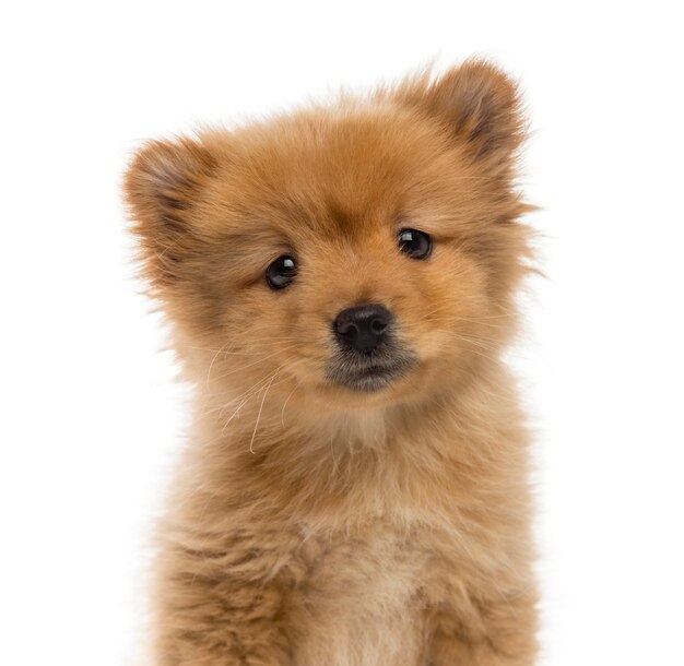 Headshot of a Spitz puppy