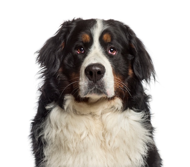 Headshot van een Berner Sennenhond