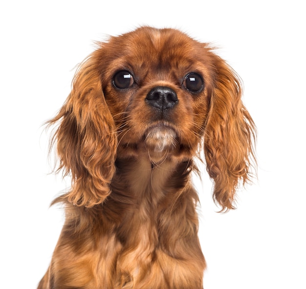 Headshot van een Cavalier King Charles Spaniel-puppy