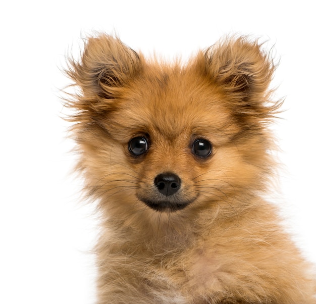 Headshot van een Duitse Spitz-puppy