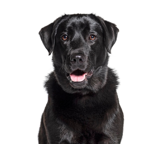 Headshot van een zwarte labrador retriever geïsoleerd op wit