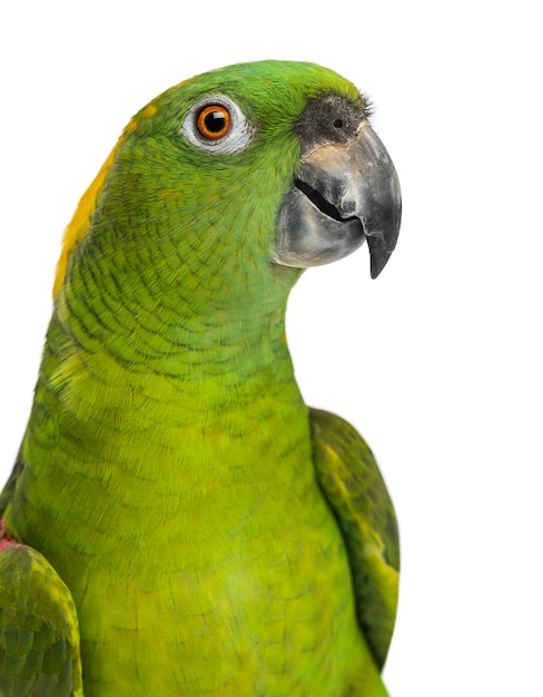 Headshot of a Yellow-naped parrot (6 years old), isolated on white