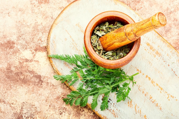 Healing properties of wild carrots in herbal medicine.Fresh medicinal,healing plants.