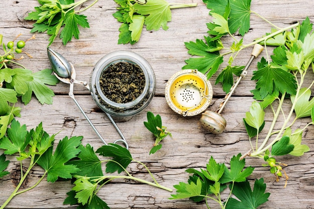 Healing tea with currant leaves,herbalism