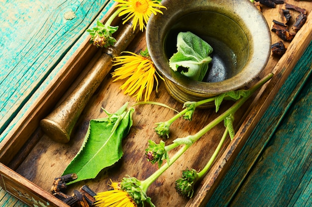 Healing tincture or mixture of elecampane roots. Elecampane in herbal medicine. Wild medicinal herbs