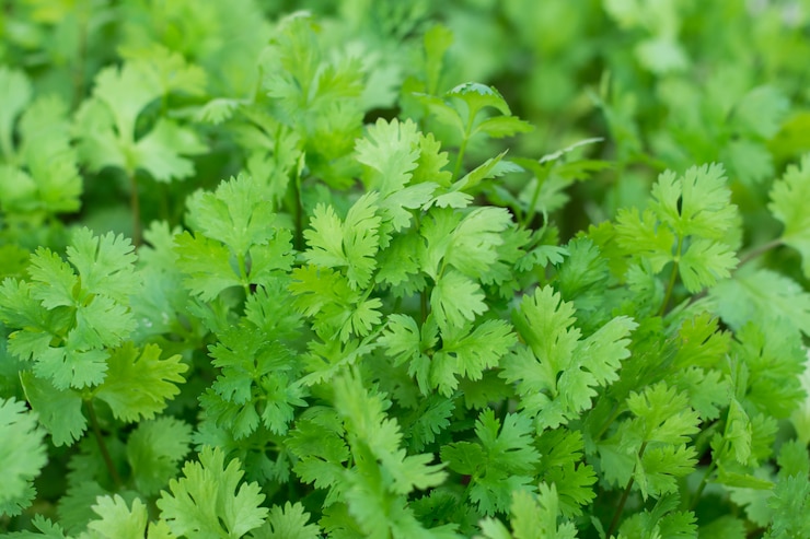 Photo health benefits of coriander. coriander is loaded with antioxidants