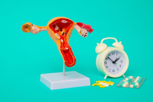 Health check up and disease prevention concept Model of female reproductive organs and alarm clock with medicines closeup