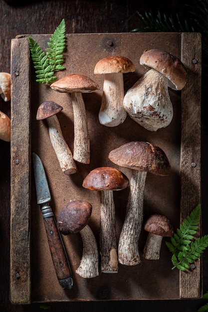 Healthy and aromatic mushrooms straight from forest