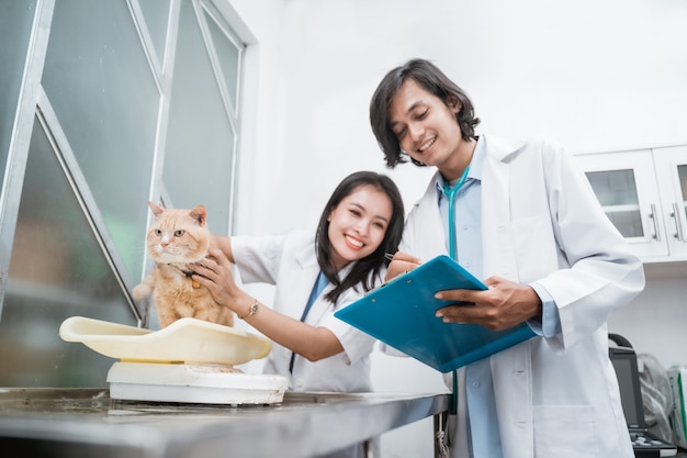 Healthy cat is held and weighed by a female doctor and a male doctor taking notes on the clipboard at the vet clinic