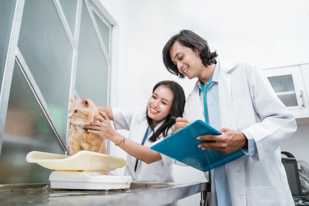 Healthy cat on a scale being held and weighed by two veterinarians stand near the table