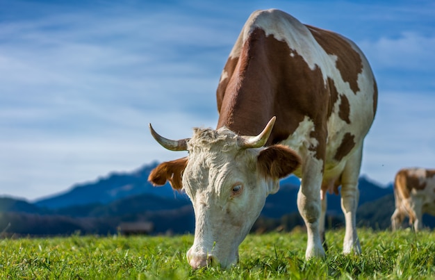 Foto mucche di bovini sane