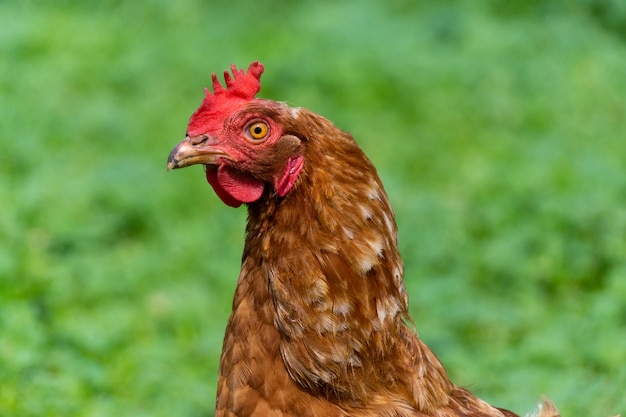 Healthy chicken in the garden