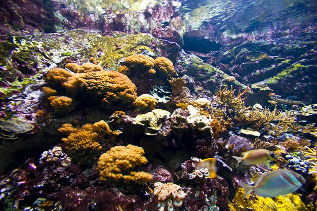 Healthy coral reef