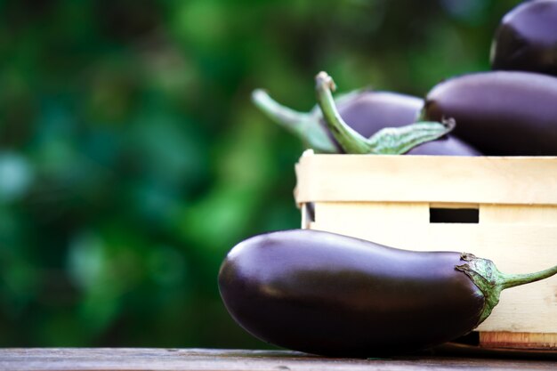 Healthy and delicious purple eggplants